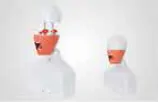 Phantom Head and Body